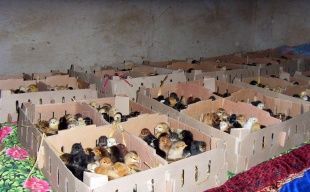 供應(yīng)山東優(yōu)質(zhì)小土雞，把握商機(jī)賺大錢